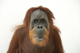 GOOG Monkey